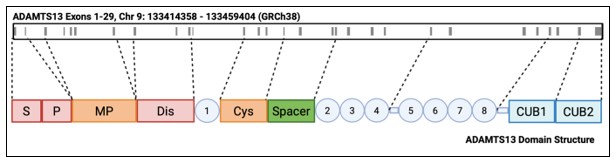 Domain structure of ADAMTS13